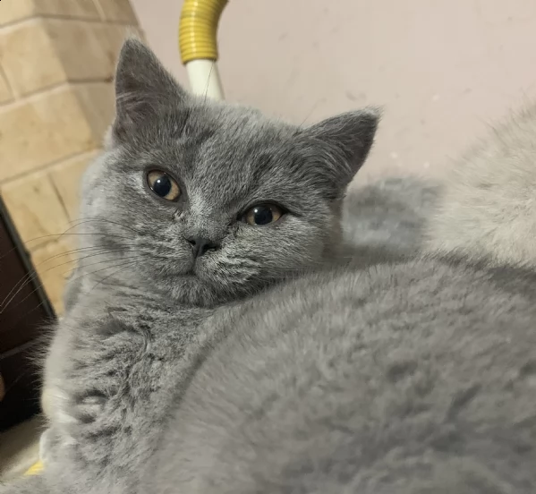 cucciola di scottish fold e british shortair | Foto 1
