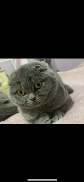 cucciola di scottish fold e british shortair