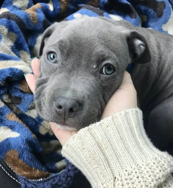 pitbull  | Foto 0