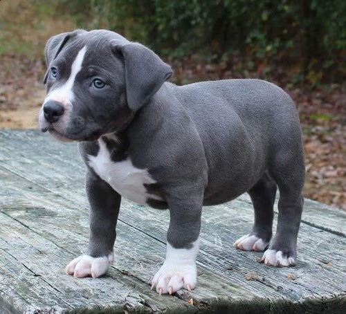 pitbull 