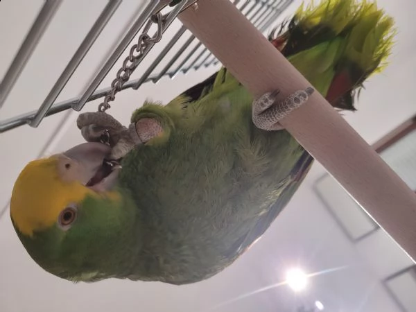 vendo pappagallo amazzone fronte gialla, 6 mesi con braccialetto e certificazione cites. | Foto 2