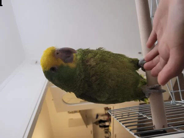 vendo pappagallo amazzone fronte gialla, 6 mesi con braccialetto e certificazione cites. | Foto 1