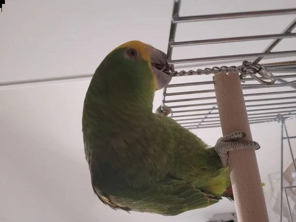 vendo pappagallo amazzone fronte gialla, 6 mesi con braccialetto e certificazione cites. | Foto 0