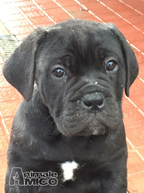 Vendita Cucciolo Cane Corso Da Privato A Terni Cane Corso Cuccioli
