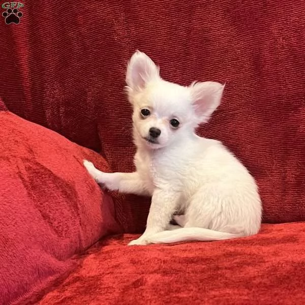  chihuahua for sale  | Foto 2