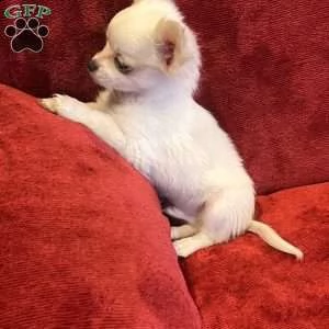 chihuahua for sale  | Foto 1