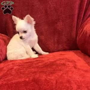  chihuahua for sale  | Foto 0