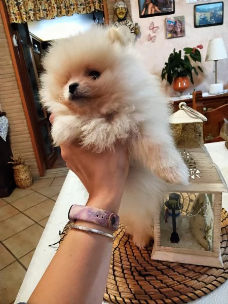 volpino spitz di pomerania splendido maschietto  | Foto 3