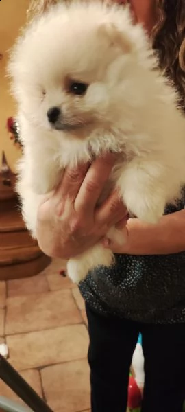 volpino spitz di pomerania splendido maschietto  | Foto 2