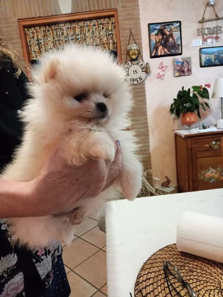 volpino spitz di pomerania splendido maschietto  | Foto 1