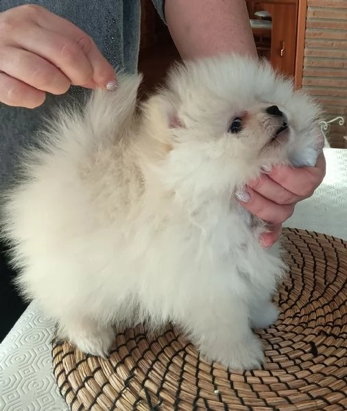 volpino spitz di pomerania splendido maschietto  | Foto 0