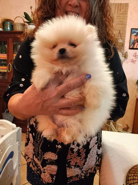 volpino spitz di pomerania splendido maschietto 