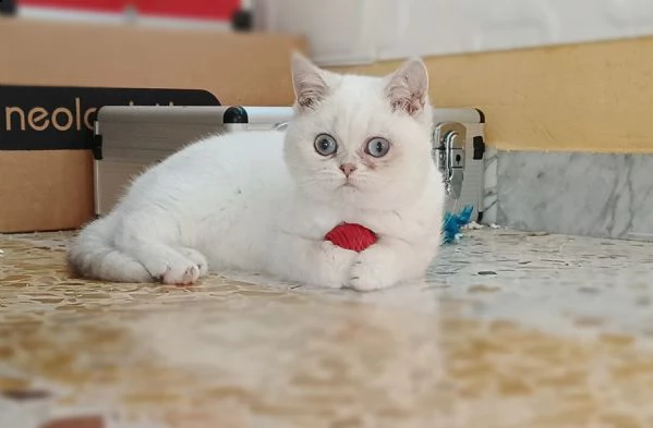 british shorthair  | Foto 0
