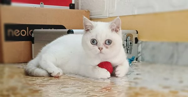 british shorthair 