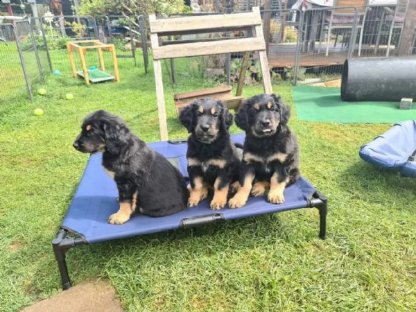 disponibili cuccioli di hovawart | Foto 4