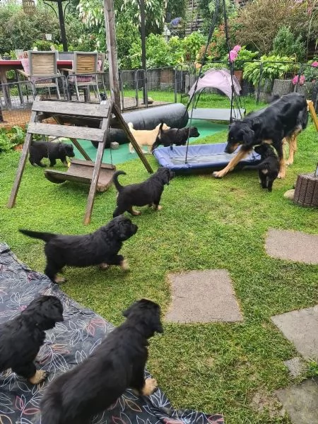 disponibili cuccioli di hovawart | Foto 1