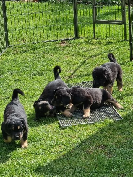 disponibili cuccioli di hovawart