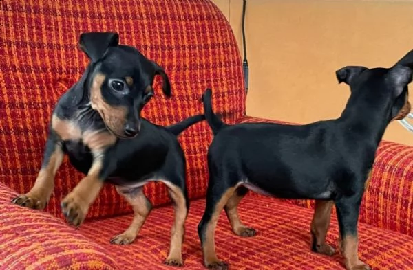 cuccioli pinscher toy razza pura | Foto 1
