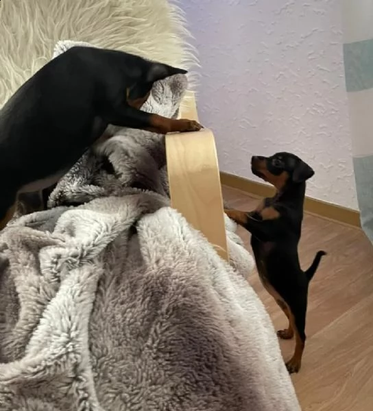 cuccioli pinscher toy razza pura | Foto 0