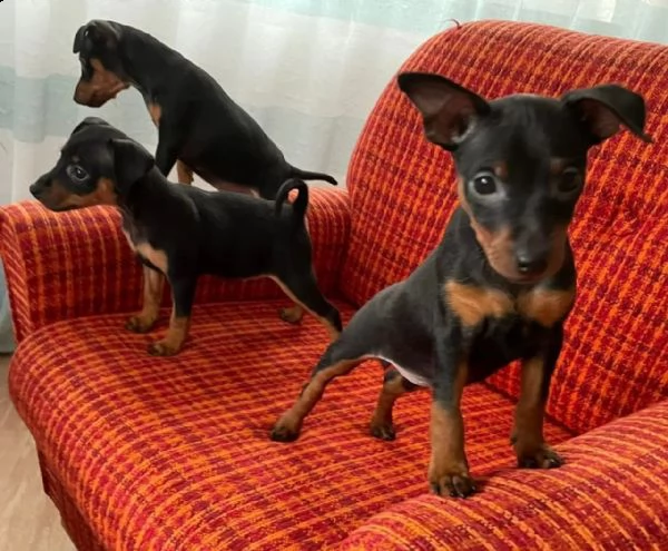 cuccioli pinscher toy razza pura