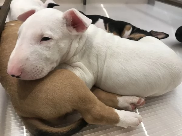cuccioli di bull terrier standard | Foto 2