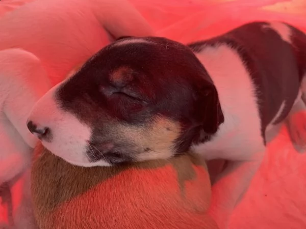 cuccioli di bull terrier standard | Foto 1
