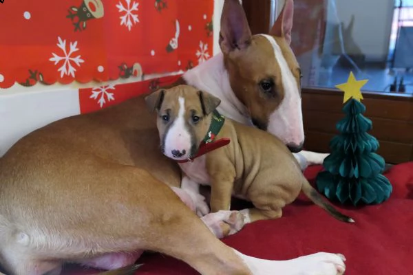 cuccioli di bull terrier standard | Foto 0