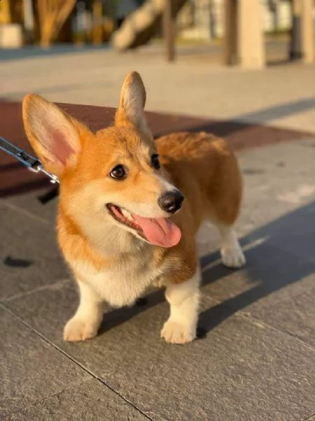 corgi