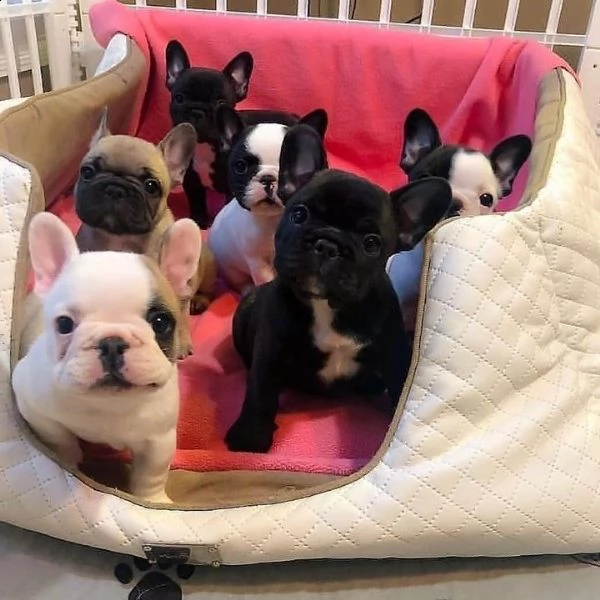 vendo cuccioli di bulldog francese