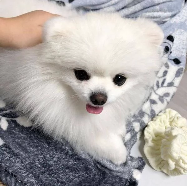 volpino pomerania | Foto 0
