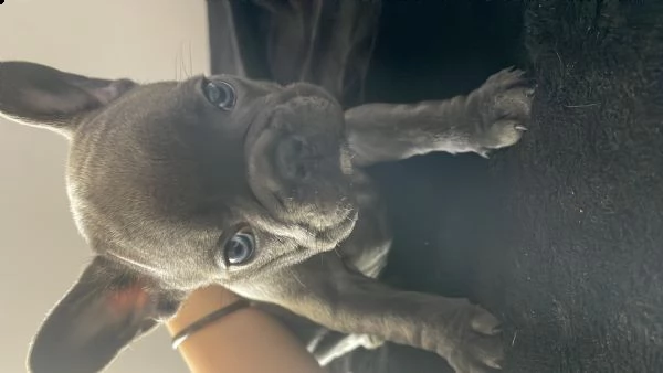 bouldogue francesi femmine | Foto 1