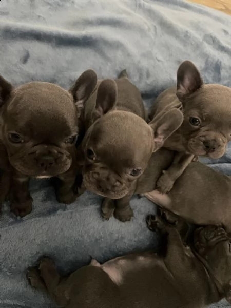 bouldogue francesi femmine | Foto 0