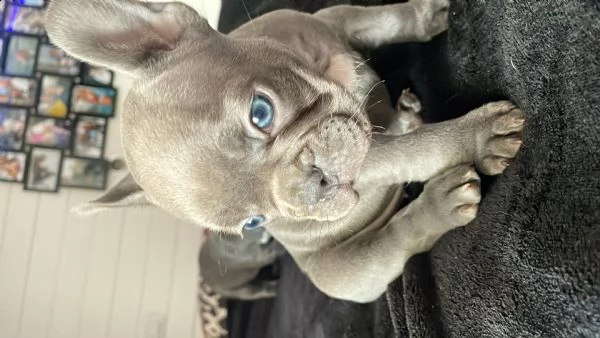 bouldogue francesi femmine