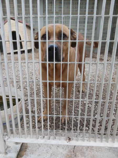 mix labrador/pitbull in adozione | Foto 3