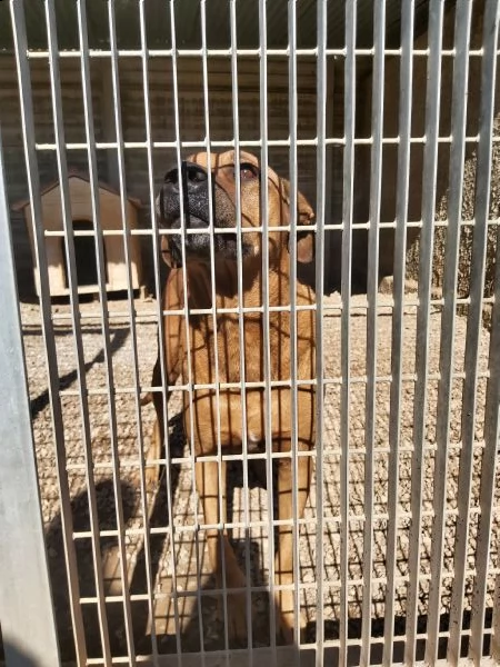 mix labrador/pitbull in adozione | Foto 2