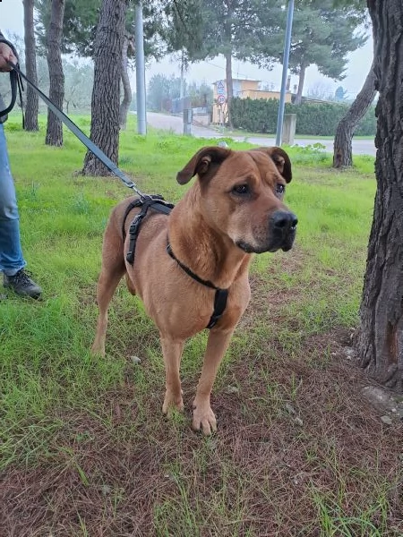 mix labrador/pitbull in adozione | Foto 1