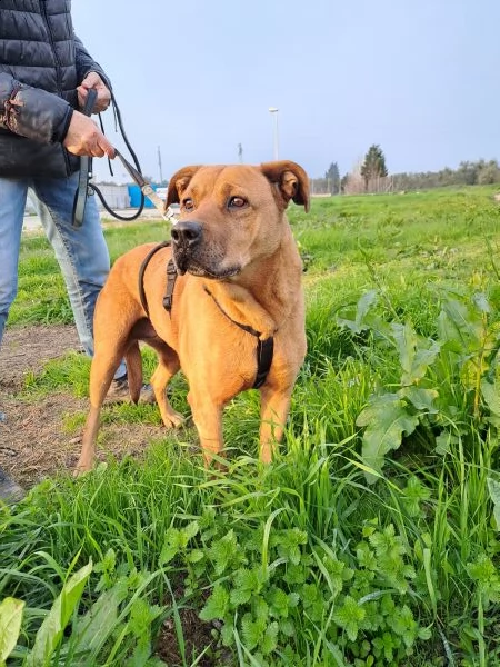mix labrador/pitbull in adozione