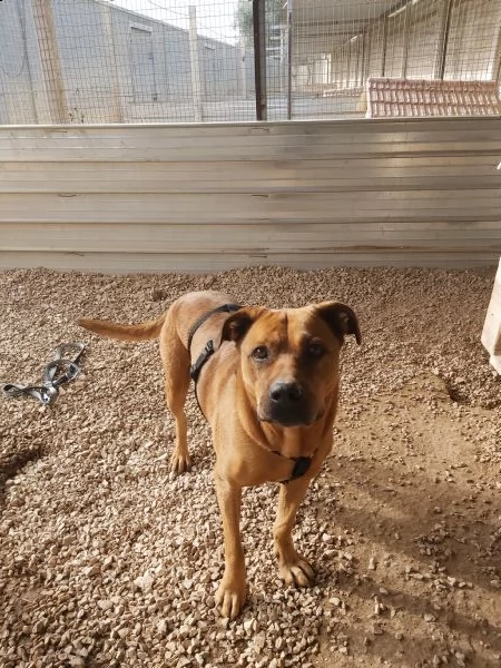 mix labrador/pitbull in adozione | Foto 0