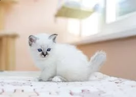 gattini ragdoll di razza pura