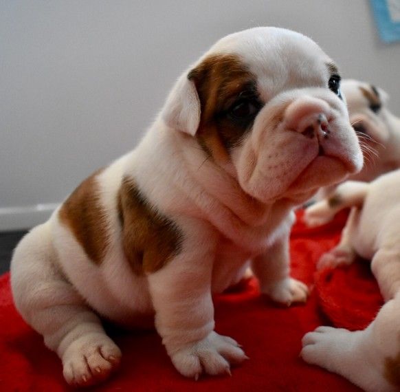 Sottobicchiere In Legno Con Bulldog Inglese Fatto A Mano, Regalo Perfetto Per Innamorati Dei Cani, Simpatico E Unico Per Proteggere I Tuoi Mobili - 3