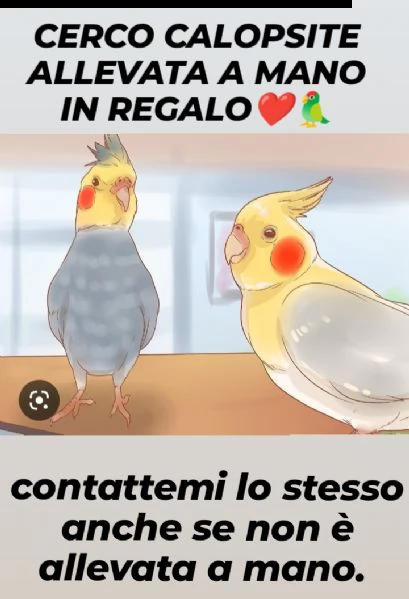 cerco calopsite in regalo 