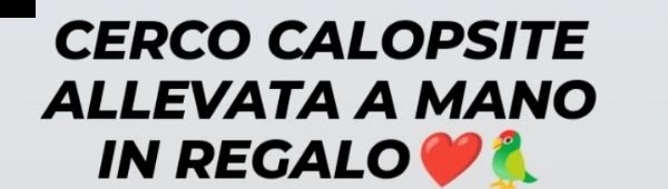 cerco calopsite in regalo  | Foto 1