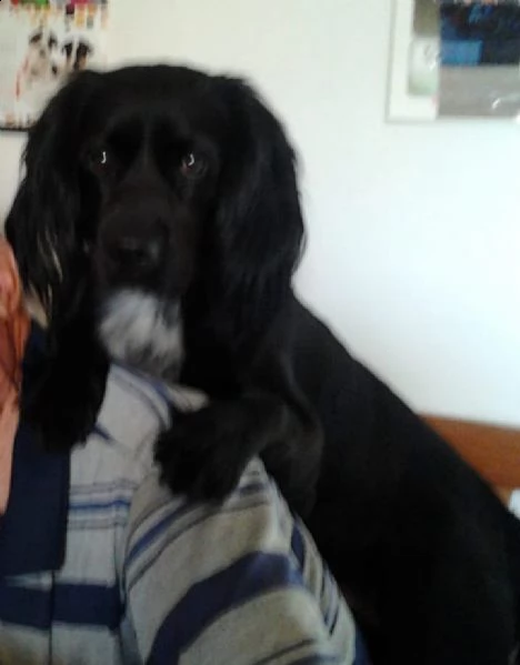 cane in adozione ..!!! | Foto 2