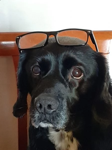 cane in adozione ..!!! | Foto 1