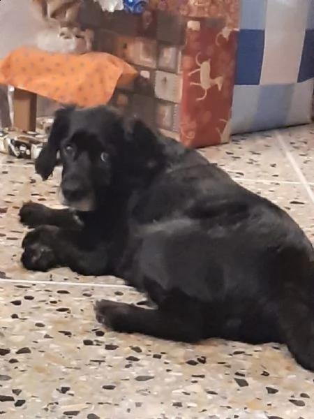 cane in adozione ..!!! | Foto 0