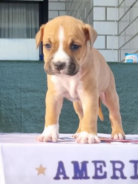 amstaff american staffordshire terrier  | Foto 3