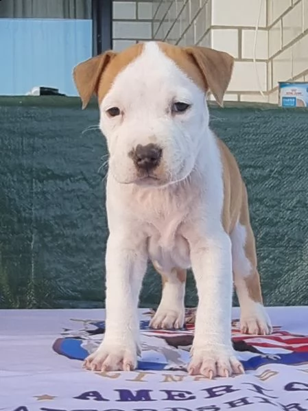 amstaff american staffordshire terrier  | Foto 2