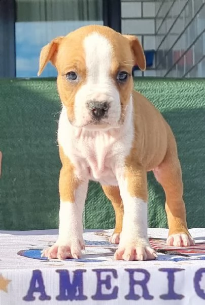 amstaff american staffordshire terrier 