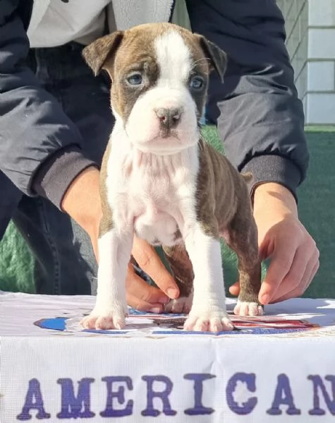 amstaff american staffordshire terrier  | Foto 1