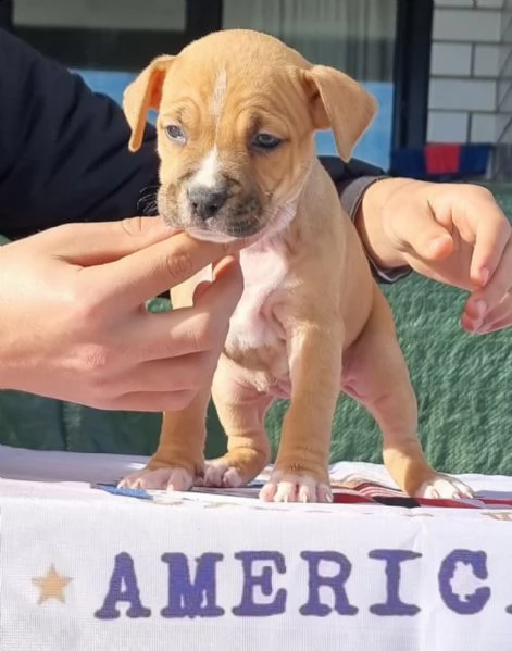 amstaff american staffordshire terrier  | Foto 0